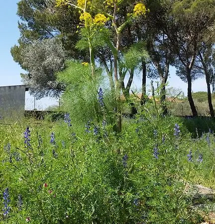 Morgante بيدارا