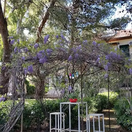 Morgante Pedara